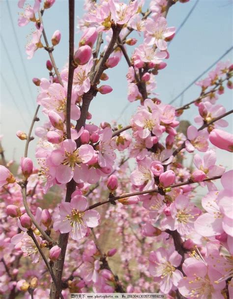 種桃花樹|桃花(薔薇科桃屬植物的花朵):形態特徵,生長習性,物種。